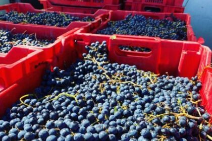 pasionatii care vor sa obtina acasa un vin remarcabil pot cumpara must de la gramma wines p 68c3e93e24167