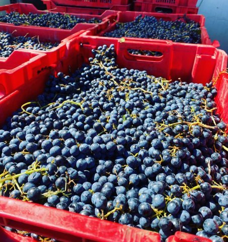 pasionatii care vor sa obtina acasa un vin remarcabil pot cumpara must de la gramma wines p 68c3e93e24167