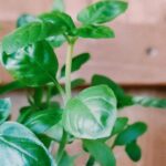 planta care reduce inflamatia din organism de ce recomanda nutritionistii sa o incluzi in dieta ta 68c167ffc7da9