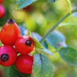 planta medicinala a lunii septembrie cu beneficii remarcabile pentru sanatate 68b7f12f66b7c