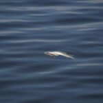 ramasite umane descoperite intr o balta cu pesti din timis politia a deschis dosar penal 68ca6317363fb