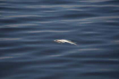 ramasite umane descoperite intr o balta cu pesti din timis politia a deschis dosar penal 68ca6317363fb