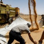 romania granarul ue romanii mananca produse de panificatie din import 68d3944979dc9