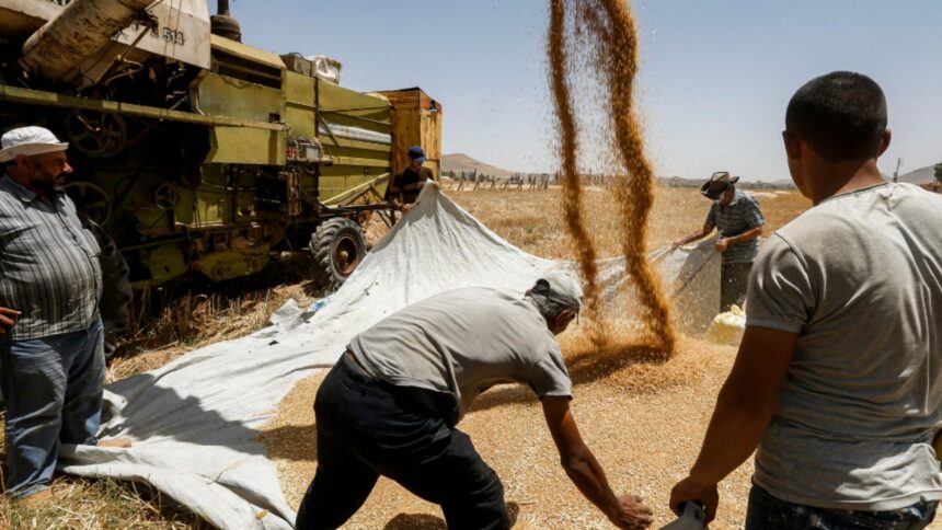 romania granarul ue romanii mananca produse de panificatie din import 68d3944979dc9