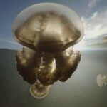 schimbare de sezon pe litoral meduzele de apa rece iau locul celor de apa calda cu ce se diferentiaza cele doua specii 68b7fc4627217