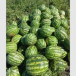 sezon prelungit de pepeni la probota cel mai mic are 10 kilograme 68b88704125f0