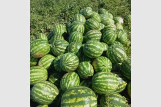 sezon prelungit de pepeni la probota cel mai mic are 10 kilograme 68b88704125f0