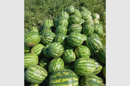 sezon prelungit de pepeni la probota cel mai mic are 10 kilograme 68b88704125f0