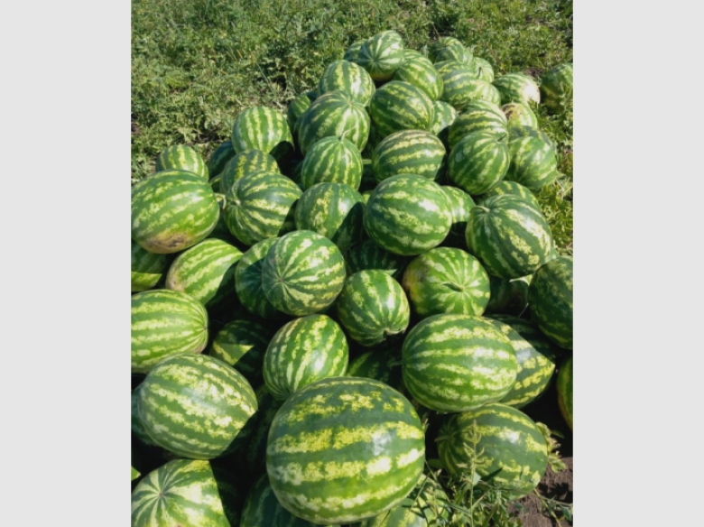 sezon prelungit de pepeni la probota cel mai mic are 10 kilograme 68b88704125f0