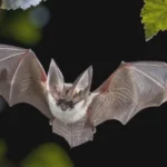 sezonul migratiei liliecilor cum au devenit blocurile anvelopate din iasi adaposturile perfecte 68b8680eed2c5