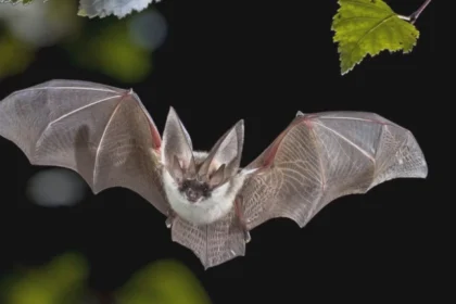 sezonul migratiei liliecilor cum au devenit blocurile anvelopate din iasi adaposturile perfecte 68b8680eed2c5