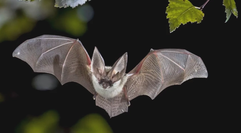 sezonul migratiei liliecilor cum au devenit blocurile anvelopate din iasi adaposturile perfecte 68b8680eed2c5