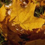 toamna atipica cu temperaturi de vara atat in luna septembrie cat si la inceput de octombrie prognoza anm pentru urmatoarele 4 saptamani 68ba779b3546e