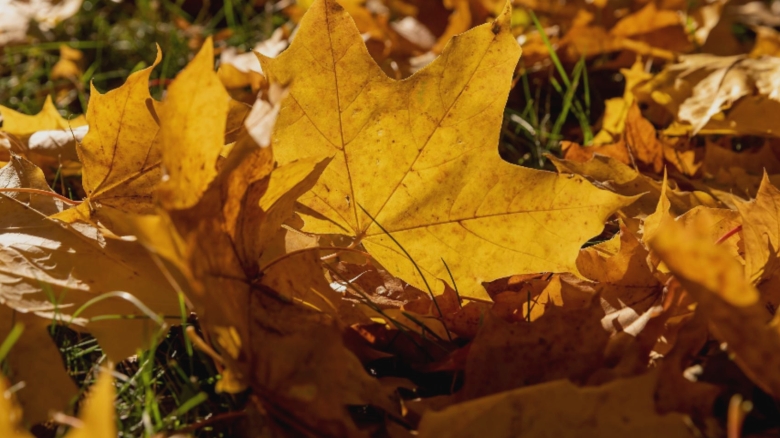 toamna atipica cu temperaturi de vara atat in luna septembrie cat si la inceput de octombrie prognoza anm pentru urmatoarele 4 saptamani 68ba779b3546e