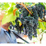 toamna podgorenilor in timp ce sudul arde nordul moldovei da semne de recolta buna 68c789469026c