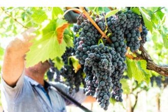 toamna podgorenilor in timp ce sudul arde nordul moldovei da semne de recolta buna 68c789469026c