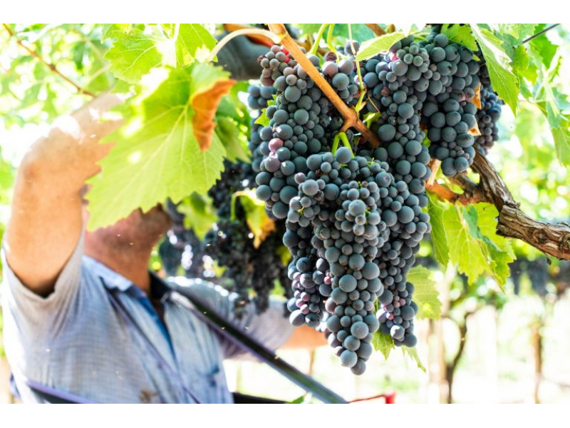 toamna podgorenilor in timp ce sudul arde nordul moldovei da semne de recolta buna 68c789469026c