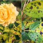 trucul care elimina petele negre de pe trandafiri gradinarii cu experienta il folosesc in fiecare toamna 68c96ab401aac