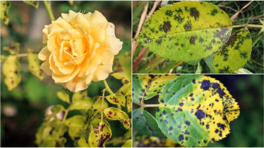 trucul care elimina petele negre de pe trandafiri gradinarii cu experienta il folosesc in fiecare toamna 68c96ab401aac