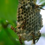 turistii in pericol pe una dintre cele mai cautate insule din grecia din cauza invaziei de viespi 68c2b14bc7c6f