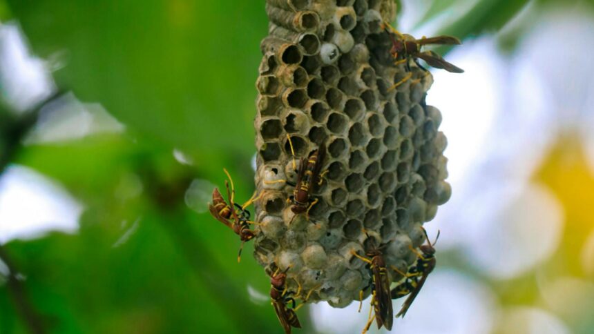 turistii in pericol pe una dintre cele mai cautate insule din grecia din cauza invaziei de viespi 68c2b14bc7c6f