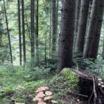 un barbat a murit dupa ce a mers la cules de ciuperci intr o padure din neamt a alunecat si a cazut intr un rau 68c7c519d99d9