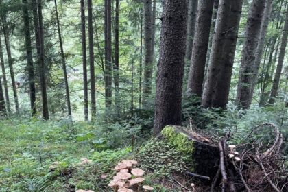 un barbat a murit dupa ce a mers la cules de ciuperci intr o padure din neamt a alunecat si a cazut intr un rau 68c7c519d99d9