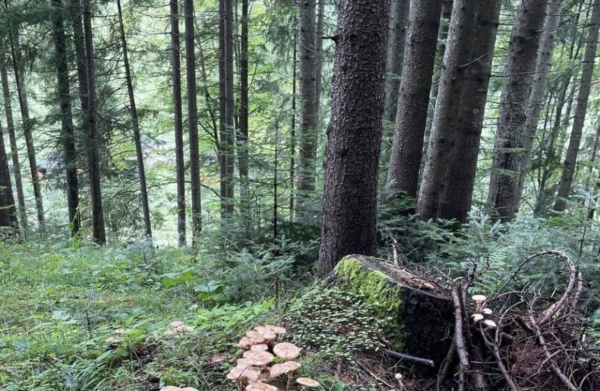 un barbat a murit dupa ce a mers la cules de ciuperci intr o padure din neamt a alunecat si a cazut intr un rau 68c7c519d99d9