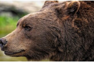 unda verde pentru vanarea si neutralizarea ursilor agresivi proiectul a fost adoptat de camera deputatilor 68caed7511209