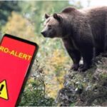 ursii si au facut aparitia in doua localitati din judetul dambovita a fost emis ro alert 68d0e7fc2784b