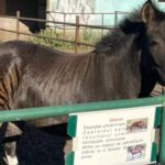video un animal mai neobisnuit a devenit atractia gradinii zoologice din suceava asta e zebra de pe shein temu 68d559cb0f5e8