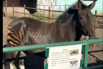 video un animal mai neobisnuit a devenit atractia gradinii zoologice din suceava asta e zebra de pe shein temu 68d559cb0f5e8