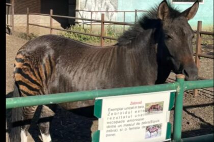 video un animal mai neobisnuit a devenit atractia gradinii zoologice din suceava asta e zebra de pe shein temu 68d559cb0f5e8