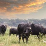 zeci de vaci din rasa black angus furate de pe un camp politia a deschis o ancheta 68d901c122a5b