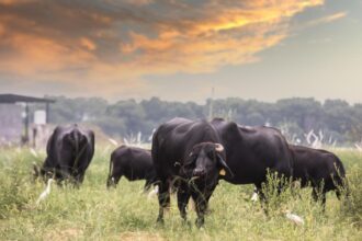 zeci de vaci din rasa black angus furate de pe un camp politia a deschis o ancheta 68d901c122a5b