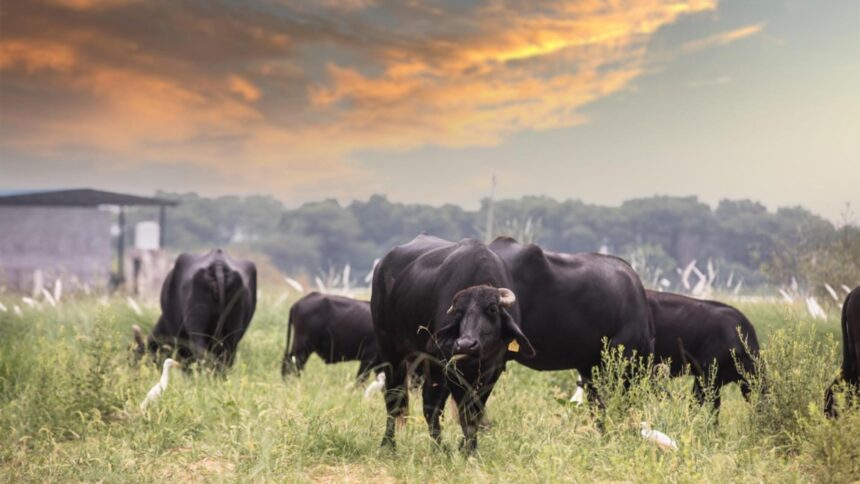 zeci de vaci din rasa black angus furate de pe un camp politia a deschis o ancheta 68d901c122a5b