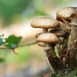 alerta medicala la vaslui un minor de 11 ani a decedat iar trei membri ai familiei au ajuns la spital s ar fi intoxicat cu ciuperci 68dcc50a70a15