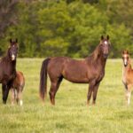 cai de tractiune furati in franta si adusi in romania 68f8d83e6b657