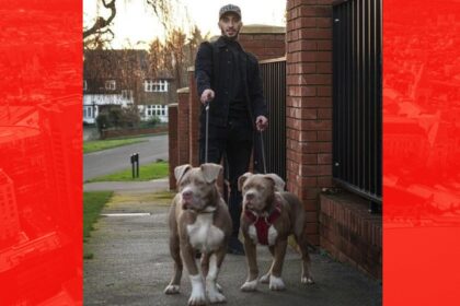 cainii fotbalistului algerian said benrahma au atacat o persoana el va fi audiat de justitia engleza 68e4080731cd1