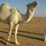 cazuri iesite din comun doua iesence au ajuns la infectioase cu muscaturi una de la o camila alta de la un babuin unde s a intamplat 68ed9df54f17d