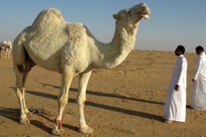 cazuri iesite din comun doua iesence au ajuns la infectioase cu muscaturi una de la o camila alta de la un babuin unde s a intamplat 68ed9df54f17d