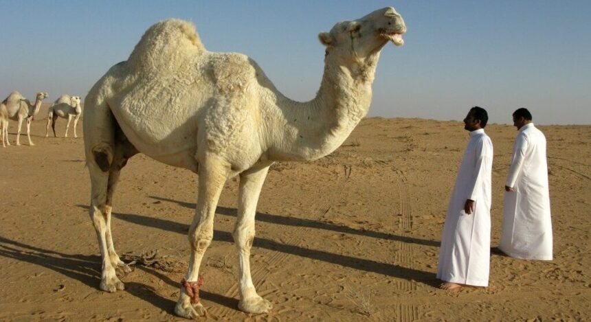 cazuri iesite din comun doua iesence au ajuns la infectioase cu muscaturi una de la o camila alta de la un babuin unde s a intamplat 68ed9df54f17d