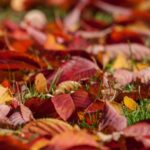 ce amenda risti daca dai foc la frunzele si crengile uscate toamna 68e1622b19198