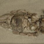 cele mai vechi mumii din lume nu se afla in egipt arheologii au descoperit altele mai vechi cu mii de ani 68e180c8af4d5