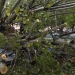 copac cazut peste mai multe masini in bucuresti dauna totala video 68e609e50ffca