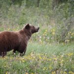 copii in pericol pe drumul spre scoala zona este frecventata de ursi parintii sunt disperati tot timpul intreb unde sunt cat mai fac pana acasa 68df66c15e1b8