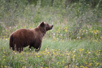 copii in pericol pe drumul spre scoala zona este frecventata de ursi parintii sunt disperati tot timpul intreb unde sunt cat mai fac pana acasa 68df66c15e1b8