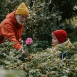 de ce nu trebuie fertilizati trandafirii toamna ce se intampla in caz contrar si cum trebuie ingrijiti in mod corect inainte de venirea iernii 68e898062b274