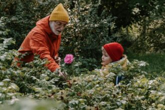 de ce nu trebuie fertilizati trandafirii toamna ce se intampla in caz contrar si cum trebuie ingrijiti in mod corect inainte de venirea iernii 68e898062b274