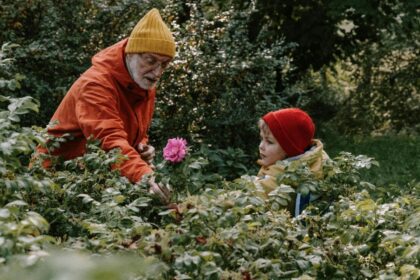 de ce nu trebuie fertilizati trandafirii toamna ce se intampla in caz contrar si cum trebuie ingrijiti in mod corect inainte de venirea iernii 68e898062b274